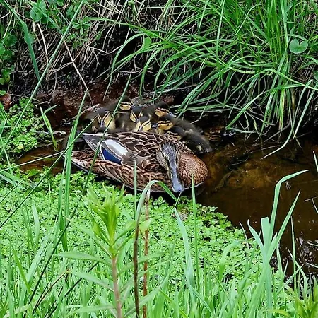 Whispering O - Speuld On The Veluwe Ermelo