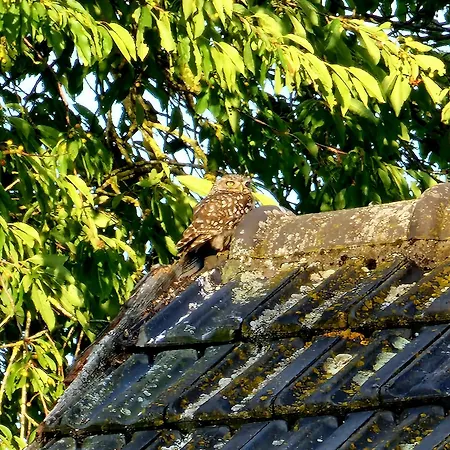Whispering O - Speuld On The Veluwe