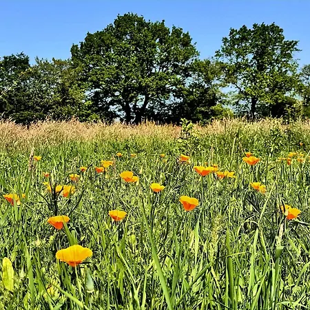 Whispering O - Speuld On The Veluwe