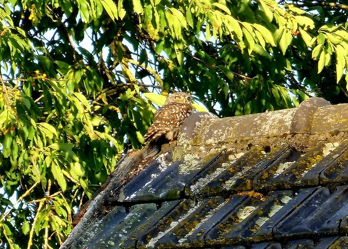 Whispering O - Speuld On The Veluwe