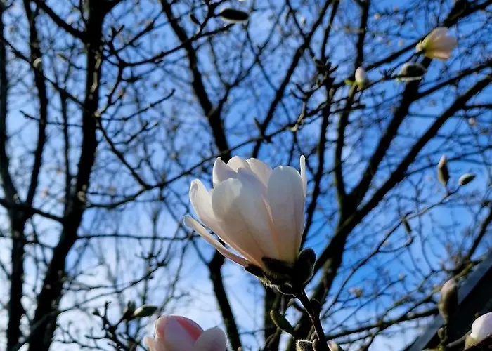 Whispering O - Speuld On The Veluwe *