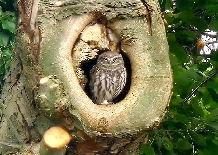 Whispering O - Speuld On The Veluwe *